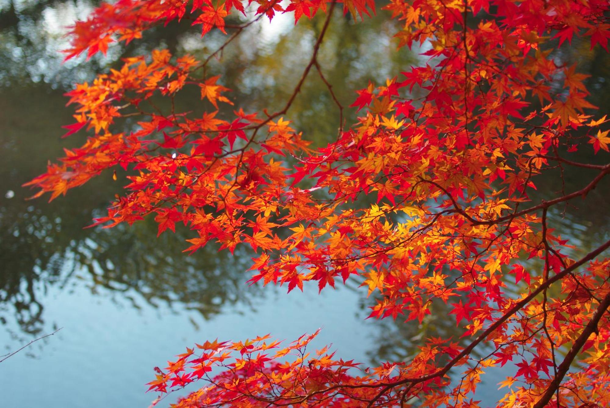 Stay Sakura Kyoto Nijo Castle West I Zewnętrze zdjęcie